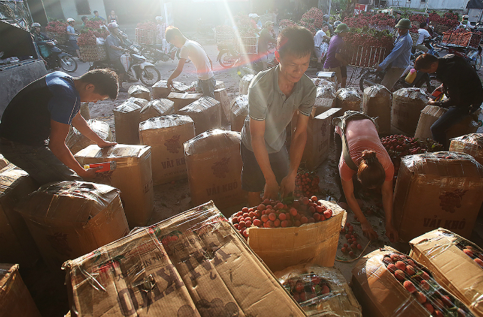 Traders are packing lychee into boxes, sending them to boder gate for quality check before exporting.