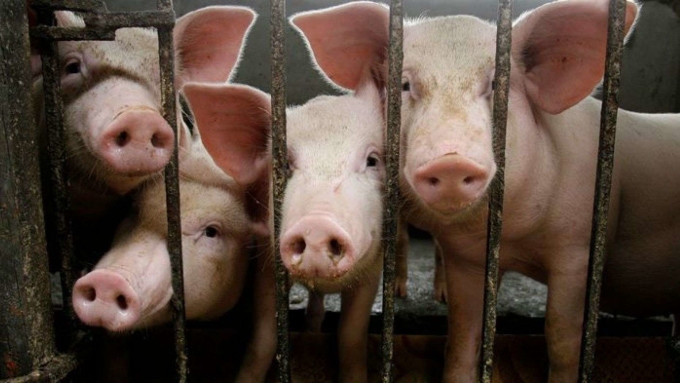Hanoi reports foot-and-mouth disease outbreak in pigs
