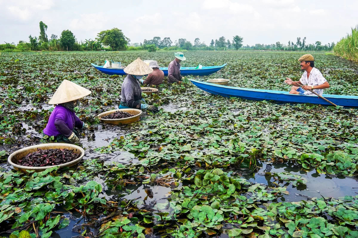 Water caltrop harvest peaks with floods in Mekong Delta - VnExpress International