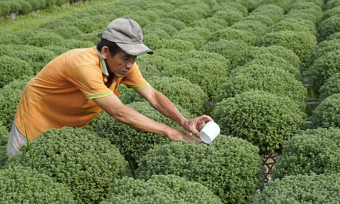 Mekong flower farmers lessen Tet yield, brace for pandemic slump - Vimarsana News
