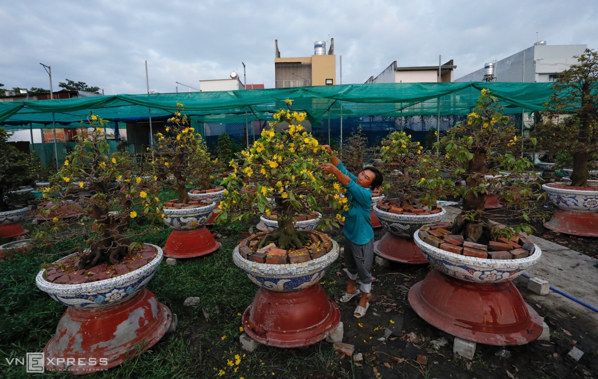 Apricot garden Phuong Binh, a 7,000-square-meter site hosting more than 3,500 apricot trees, has seen 1,500 trees popping out, while the first day of the Lunar New Year is Feb. 12.Tran Duc Tinh, 42, from An Giang Province is tasked with trimming petals. I have been working here for three years and apricot flower blossoms this year have ‘made too early a start’ for Tet, Tinh said.