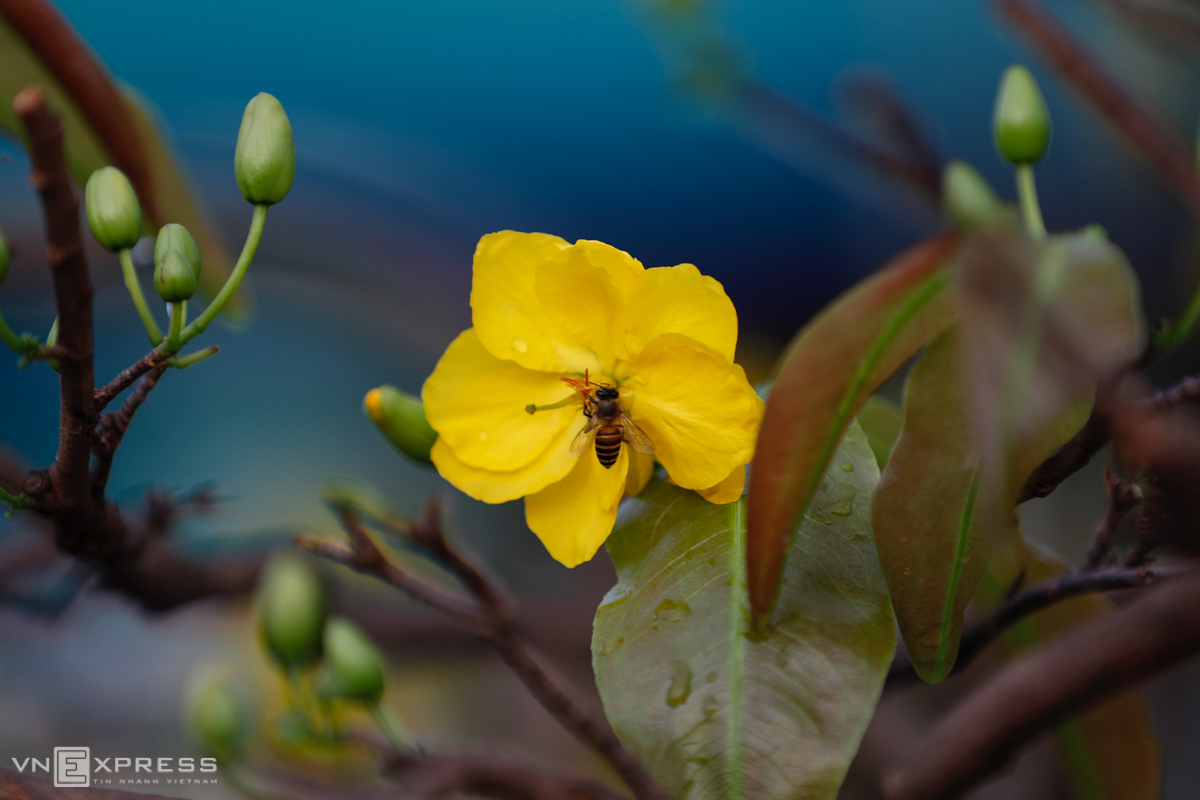 Yellow apricot flowers attract bees hungry for nectar.The owner also pointed out that abnormal weather conditions were another contributing factor. The sudden change from sunny, dry to rainy weather has made trees suffer from temperature shock and bloom sooner.
