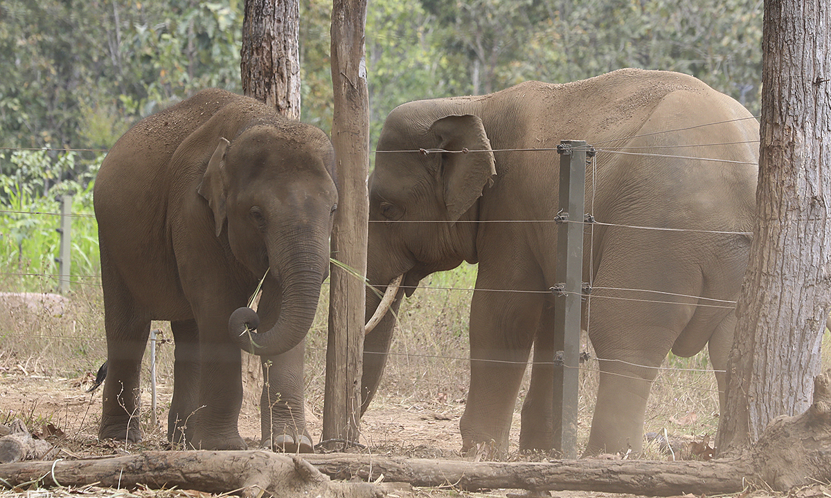 Tuskers saved from death convalesce in Central Highlands sanctuary – VnExpress International