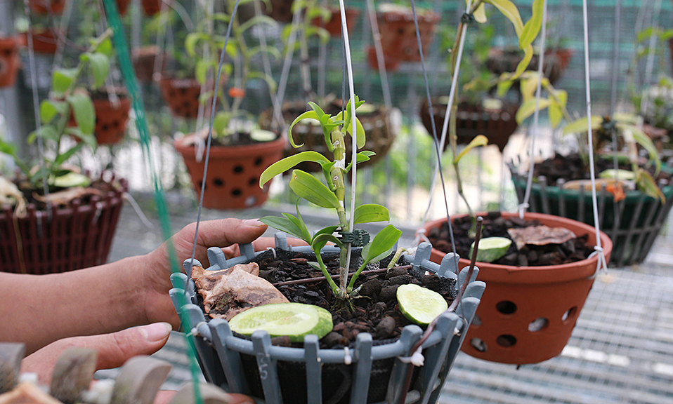 Gold rush distorts mutant orchids market - VnExpress International - Vimarsana News