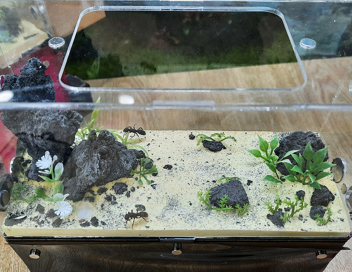 Nhut created his own ant hunting area out of plastic grass, tree branches and stones.Ants have a habbit of digging. If this space was made using natural materials such as soil and rocks, they will dig up the ground. When they find an appropriate environment, they will burrow into the ground, leaving the nest below. So doing so will not make it visible to see where the ants are and loose the aesthetic value of this hobby.Humidity is very important, if the nest is too hot, the eggs will not hatch, he added.