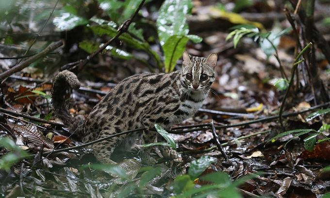 Pollution threatens 335 species in Vietnam: report - VnExpress International - Vimarsana News