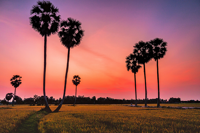 Rice paddies near Cambodia border put on show of colors - Vimarsana News